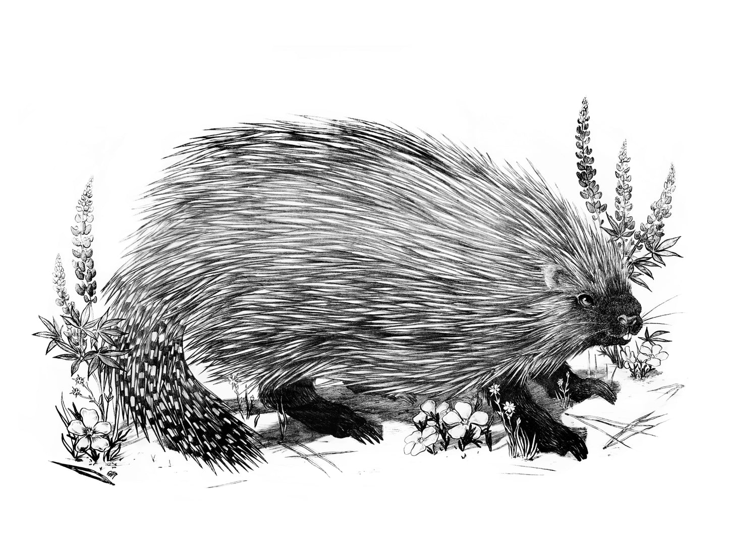 North American Porcupine