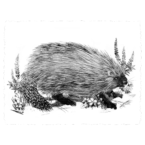 North American Porcupine